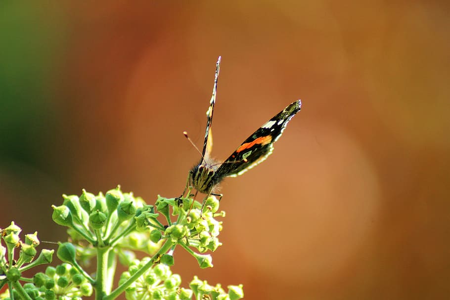 butterfly, wing, insect, close, autumn, sit, butterfly wings HD wallpaper