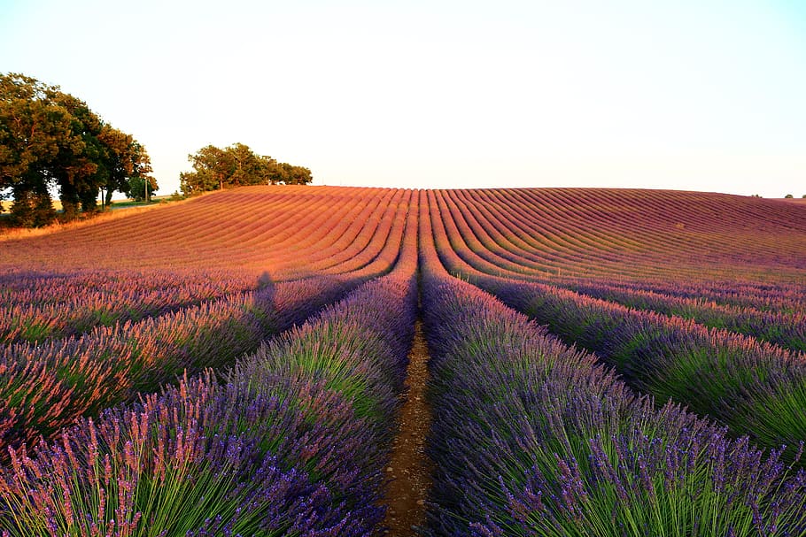 lavender, light, sky, plant, land, landscape, field, beauty in nature HD wallpaper