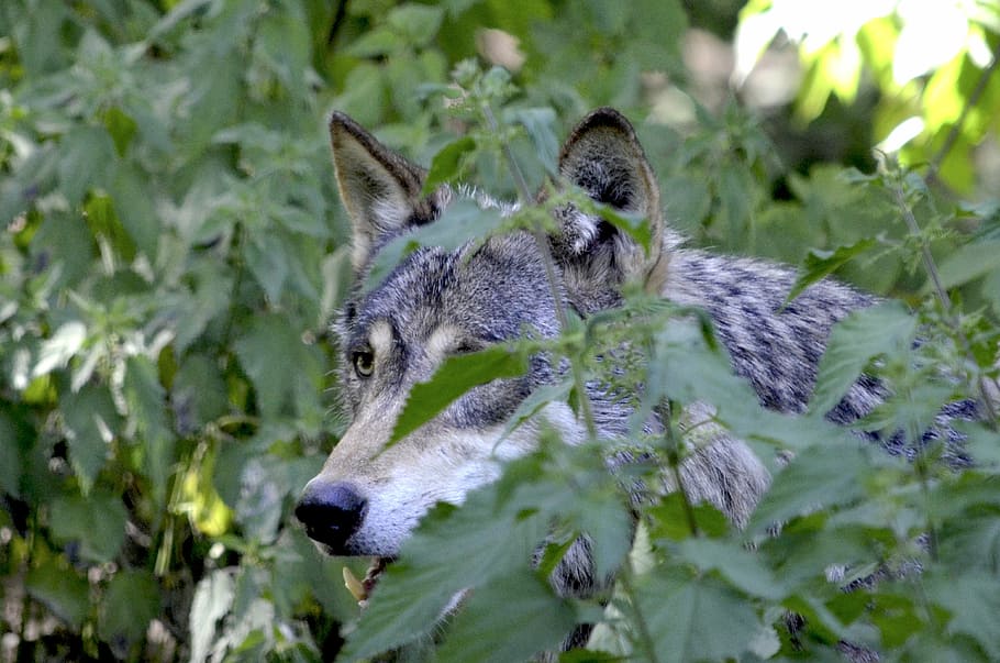 grey wolf near green plants closeup photography, lurking, hide HD wallpaper