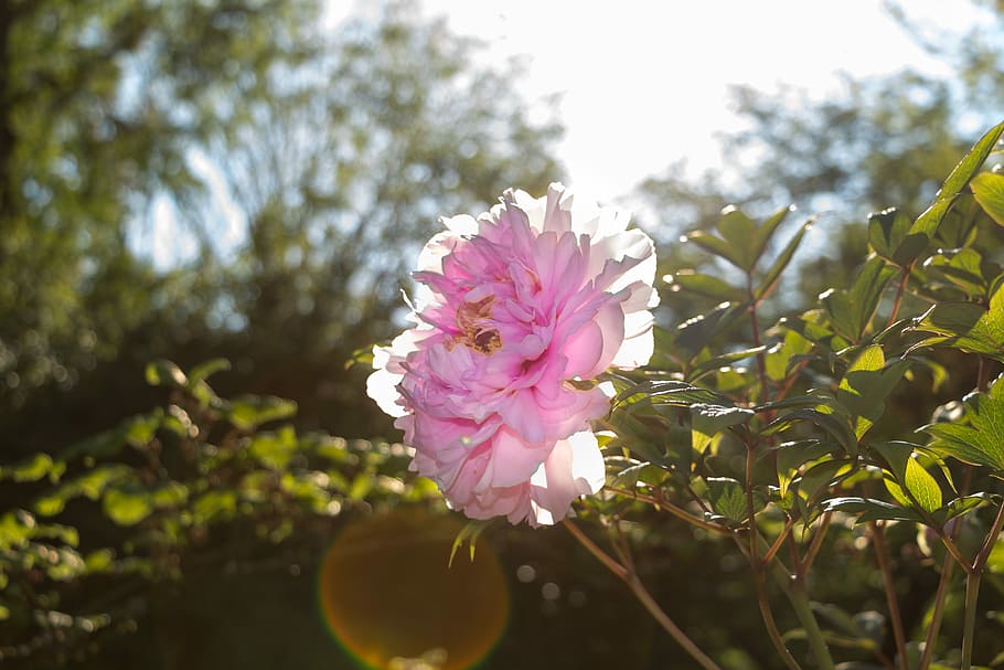 Bush, Peony, Sun, Green, Nature, Flower, pink, pentecost rosengewächs HD wallpaper
