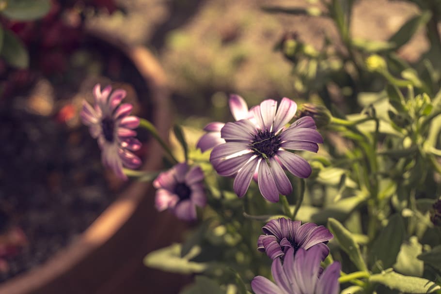 bloom, blossom, flora, flowers, grass, leaves, macro, nature HD wallpaper