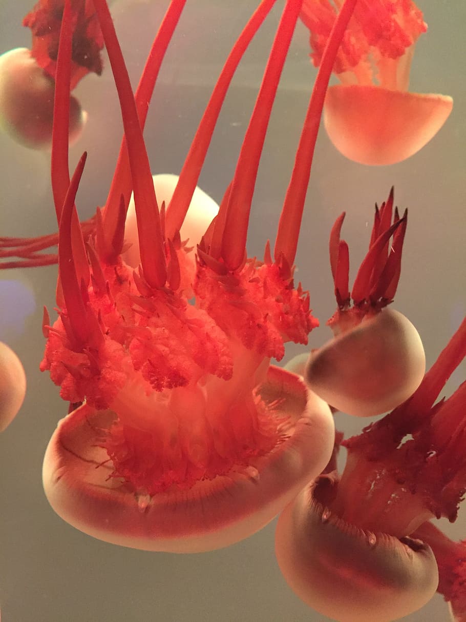 Jellyfish, Aquarium, Close-Up, red, nature, underwater, sea life HD wallpaper