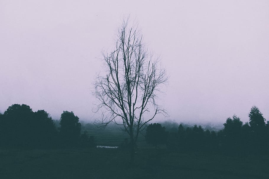 tree at center of field, bare, grass, photo, nature, landscape HD wallpaper