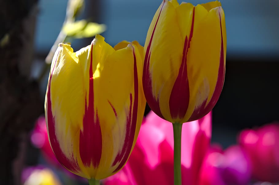 tulips, spring, flowers, yellow, red, flowering plant, freshness HD wallpaper