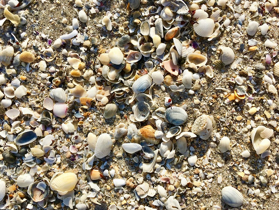 shells, beach, sand, coast, nature, seashells, texture, outdoor HD wallpaper