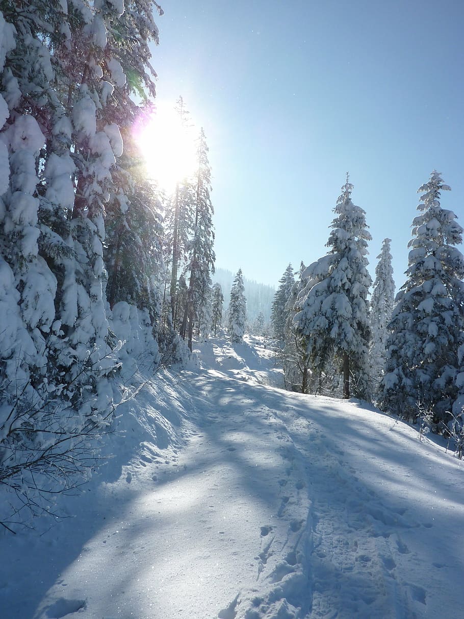 wintry, snow, mountains, cold, snowy, forest, winter magic HD wallpaper