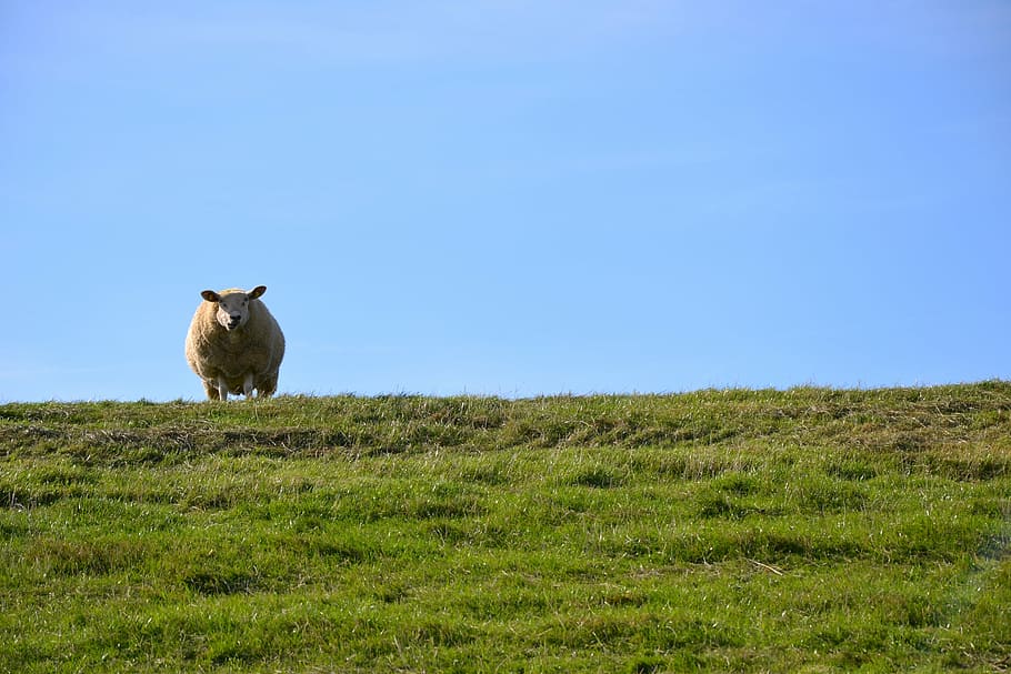 dike, pellworm, island, north sea, wadden sea, dike sheep, mammal HD wallpaper