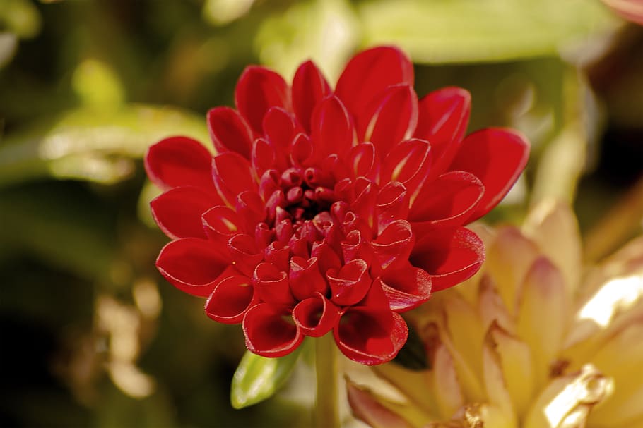 garden, flower, petals, red, bloom, flowering plant, beauty in nature HD wallpaper