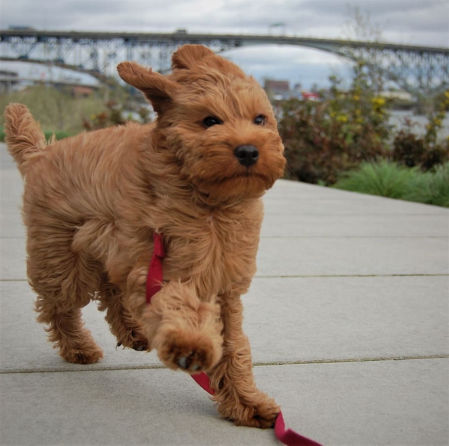 Windy, Puppy, Labradoodle, williamette, ross island bridge HD wallpaper