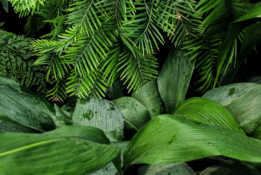 linear green leafed plants, green leaves, tree, nature, green color HD wallpaper