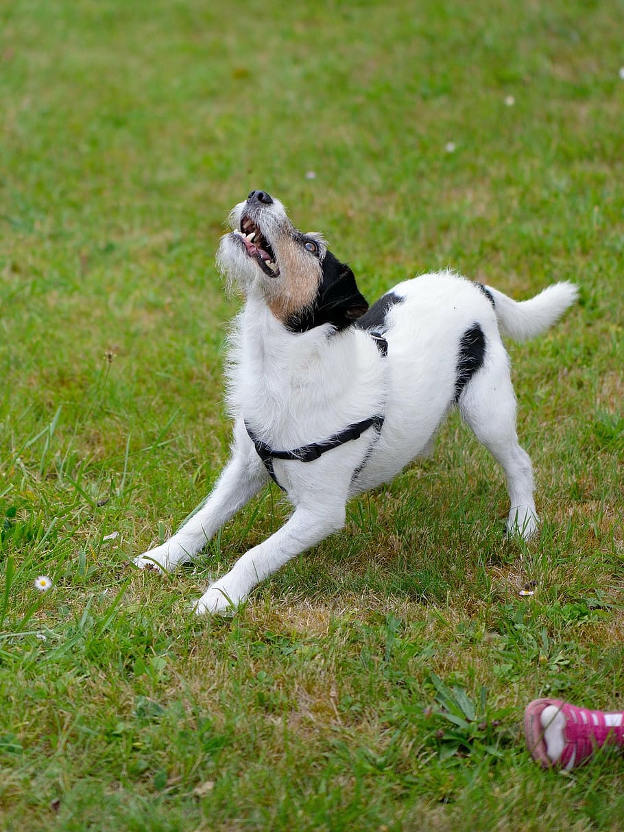 dog, hybrid, play, meadow, voltage, domestic, pets, domestic animals HD wallpaper