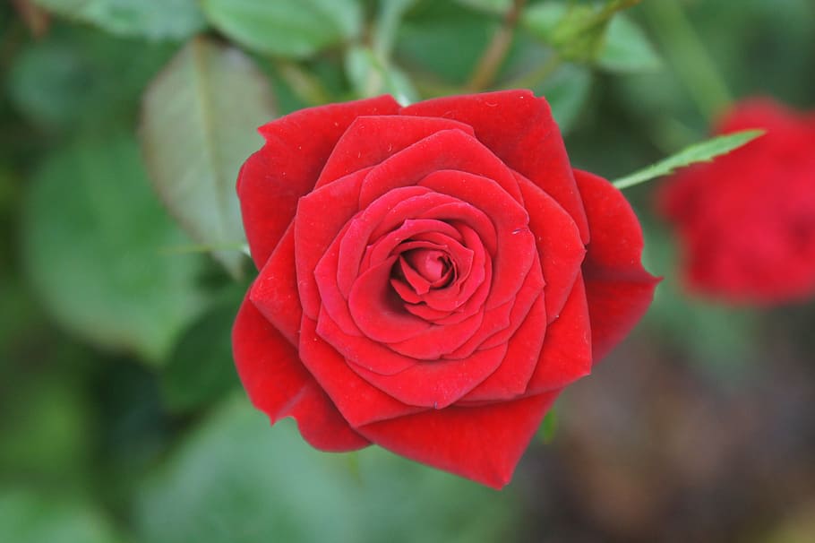rose, red rose, flower, love, romance, valentine, romantic HD wallpaper