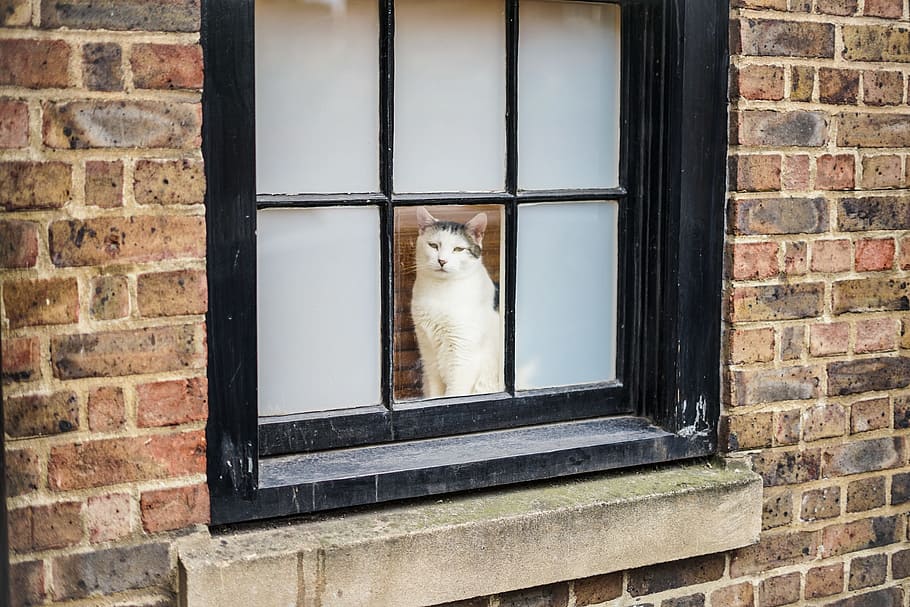 cat, london, brick, windows, mammal, one animal, animal themes HD wallpaper