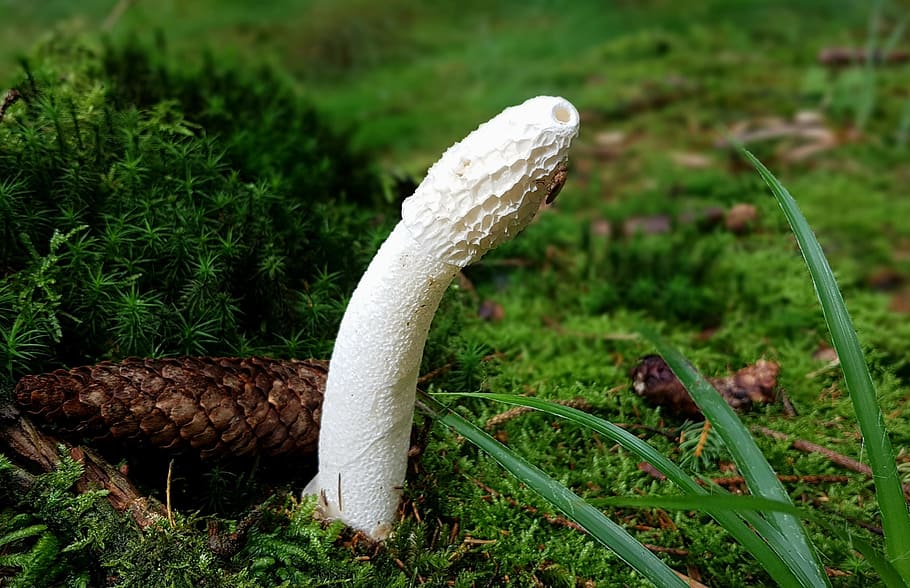 white Stinkhorn mushroom, stinkmorchel, morel, forest floor, nature, HD wallpaper