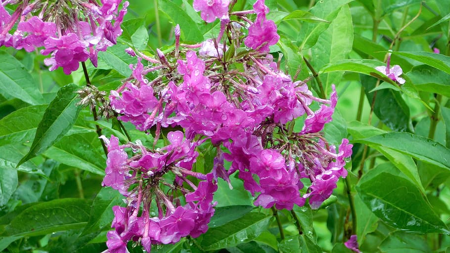 Dacha, Flowers, Village, purple, growth, nature, leaf, plant HD wallpaper