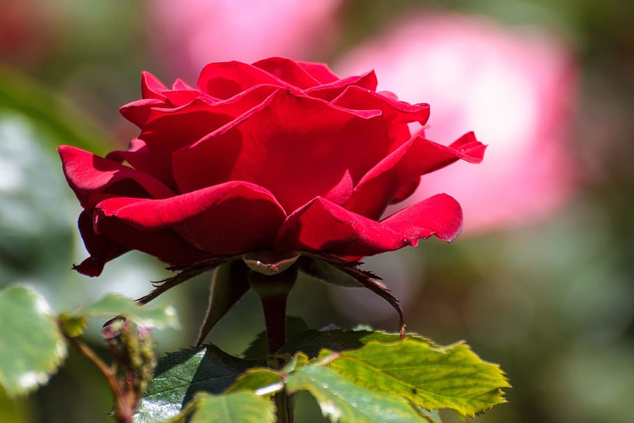 rose, flowers, roses, flowering plant, beauty in nature, close-up HD wallpaper