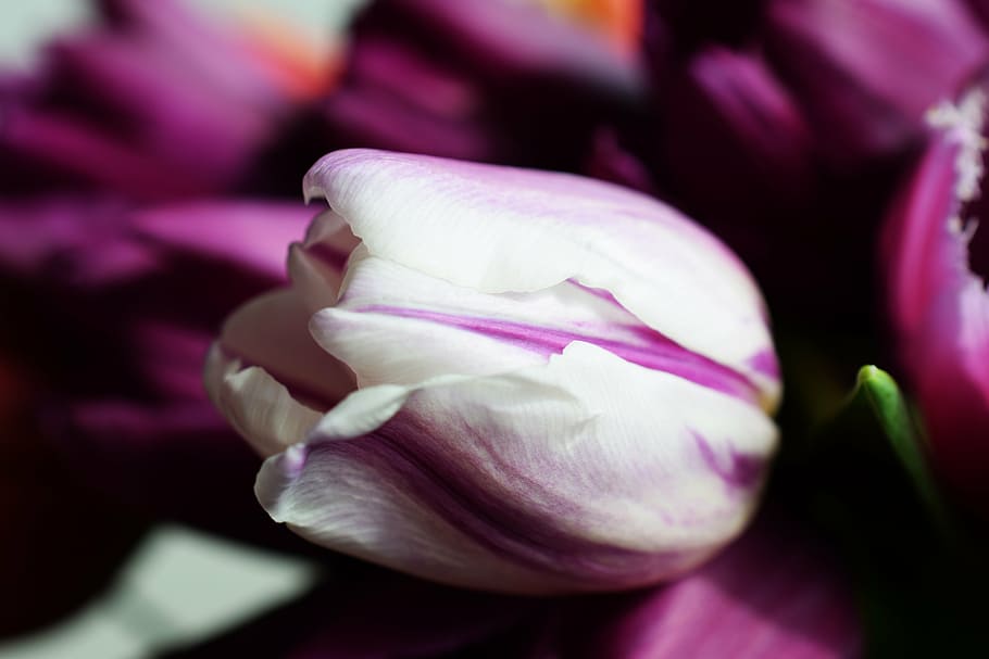 tulips, spring, white flower, tenderness, nature, petal, plant HD wallpaper