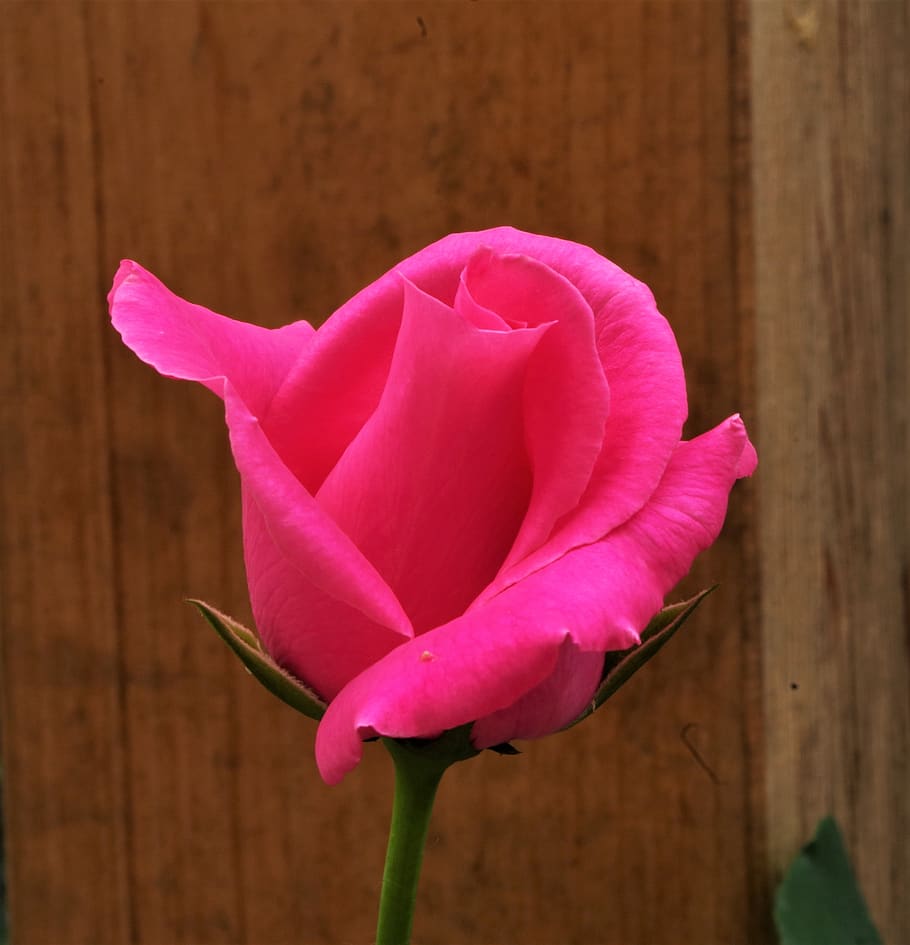 flower, rosa, rose, flowering plant, vulnerability, fragility HD wallpaper
