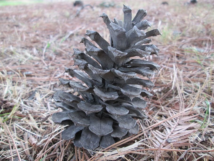 macro, plant, nature, vegetation, pine, pine cone, field, land HD wallpaper