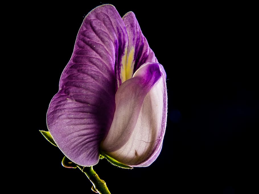 Small, Flower, Flower, Violet, Purple, small flower, close HD wallpaper