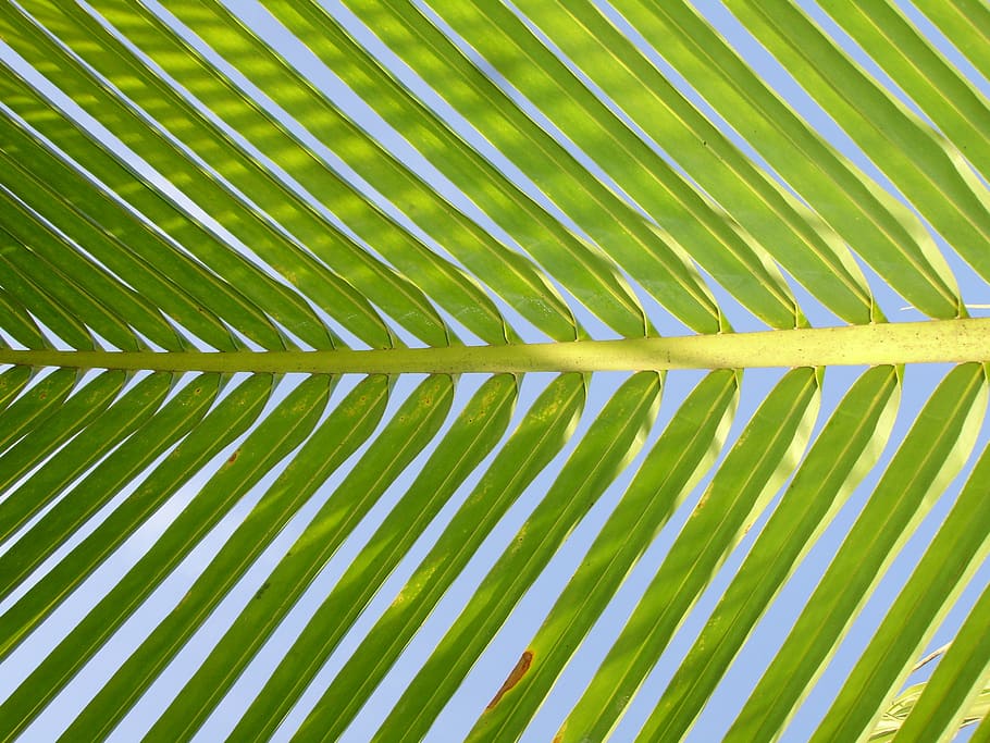 green leaf, nature, close, green leaves, foliage, garden, botanist HD wallpaper