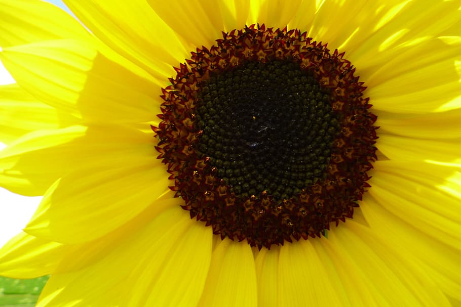 sunflower, yellow, nature, sunflowers, yellow flower, bloom HD wallpaper