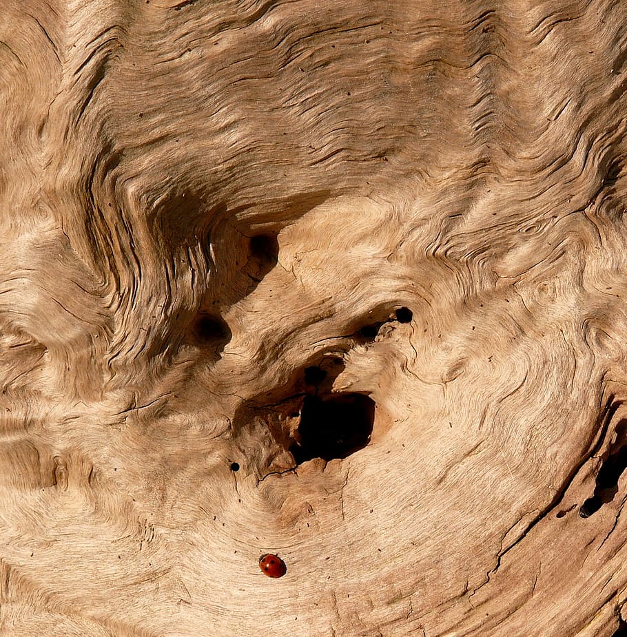 wood, nature, tree, strain, logs, trunk, texture, still lifes HD wallpaper