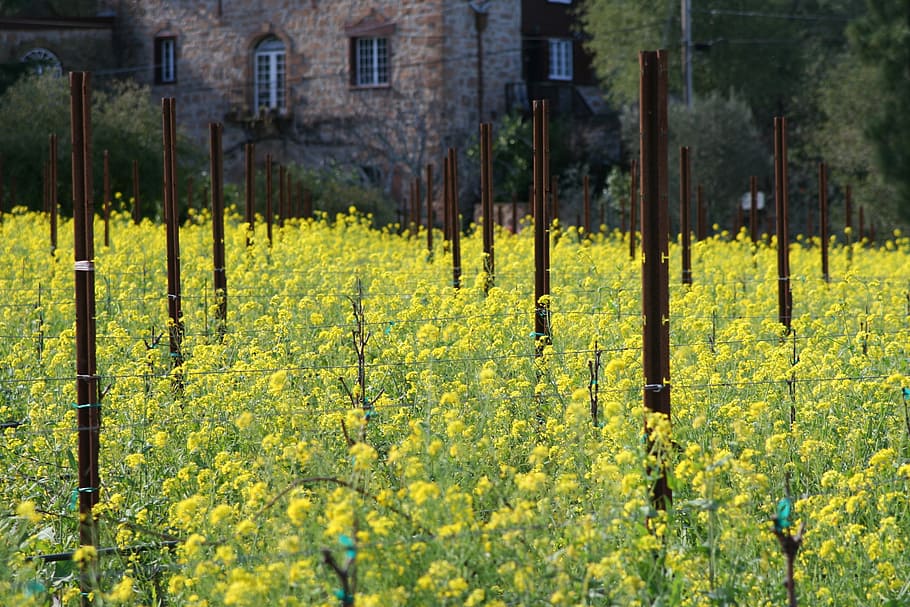 flower, vineyard, mustard, blossom, blooming, plant, spring HD wallpaper