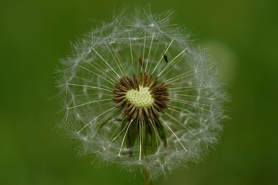 dandelion, wind, nature, seeds, plant, spring, flower, close HD wallpaper