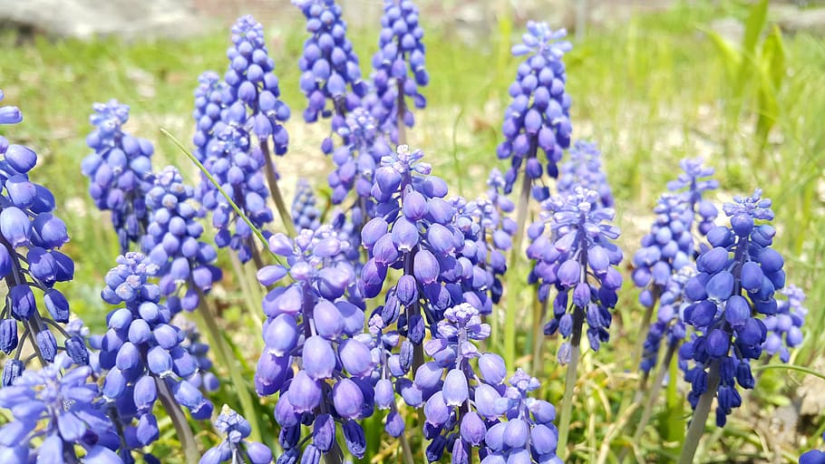 spring, flowers, purple, nature, blue, plant, summer, springtime HD wallpaper