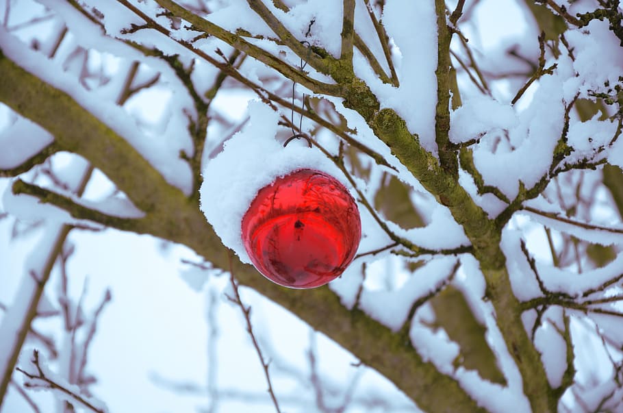 red bauble on tree stem, snow, sphere, christmas, decoration HD wallpaper