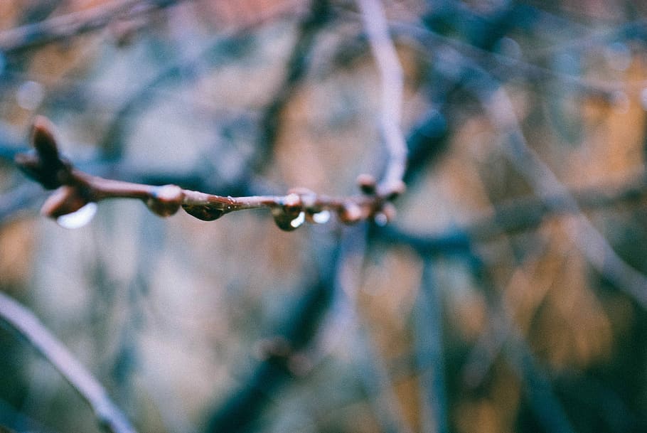 brown wood twig, shallow focus photography of tree branch with water drops HD wallpaper