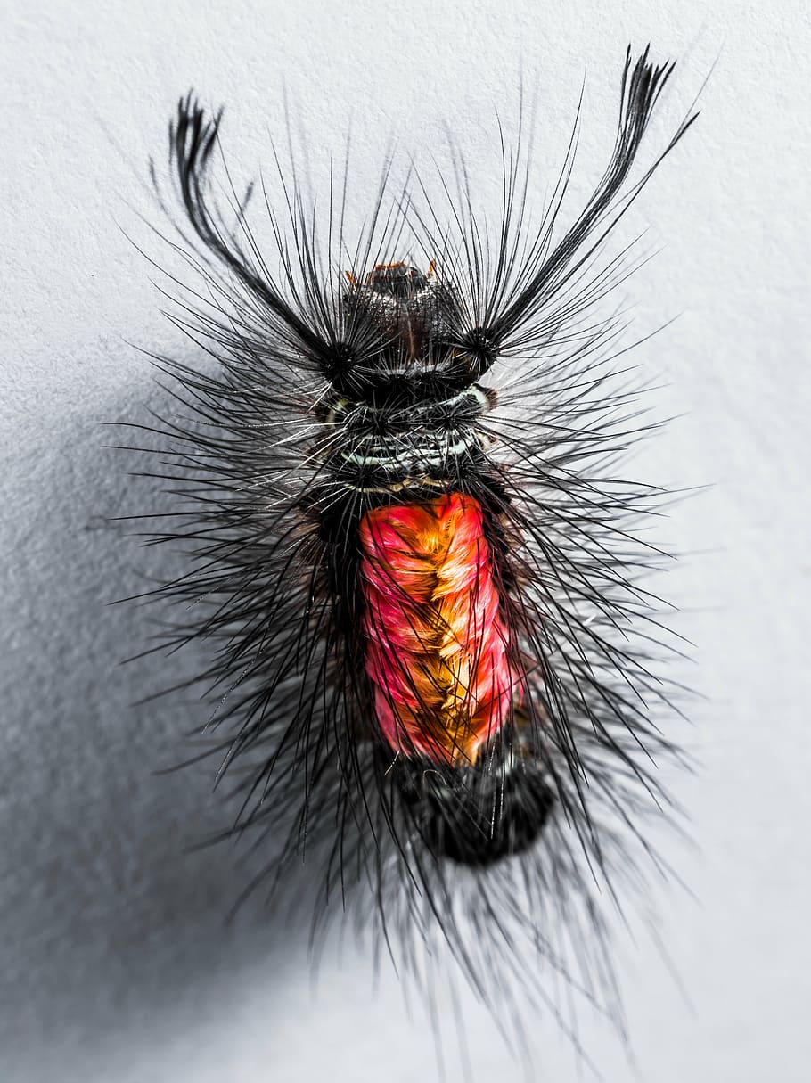 caterpillar, hairy, prickly, close, animal themes, one animal HD wallpaper