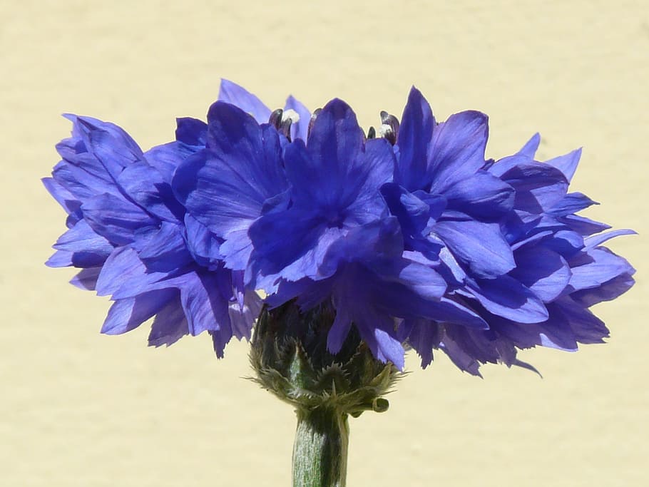 Cornflower, Blue, Blue, Flower, Blossom, Bloom, summer, centaurea cyanus HD wallpaper