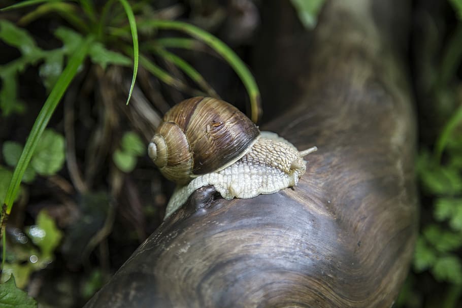 Snail, Macro, Nature, Close, Detail, zoom, garden, shell, slimy HD wallpaper