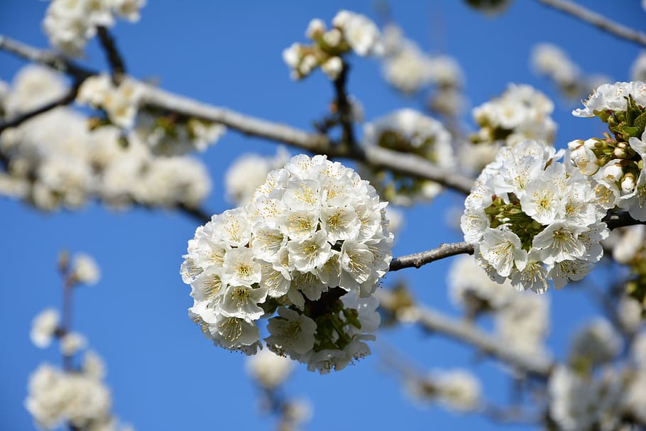 cherry, flower, sprig, spring, nature, spring flowers, garden HD wallpaper