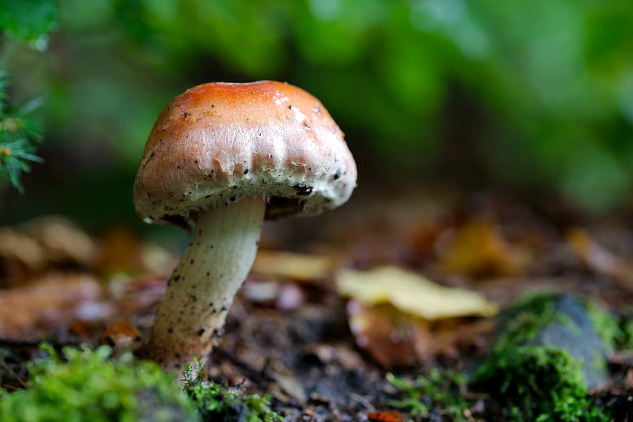 mushroom, rac, nature, toadstool, autumn, moss, cap, spore HD wallpaper
