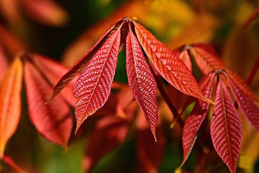leaf, foliage, plant, shrub, nature, pattern, vein, close-up HD wallpaper