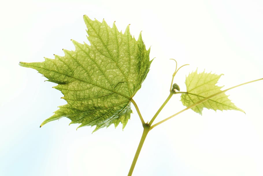 green leaved plant, wine leaf, vine, autumn, colorful, decoration HD wallpaper