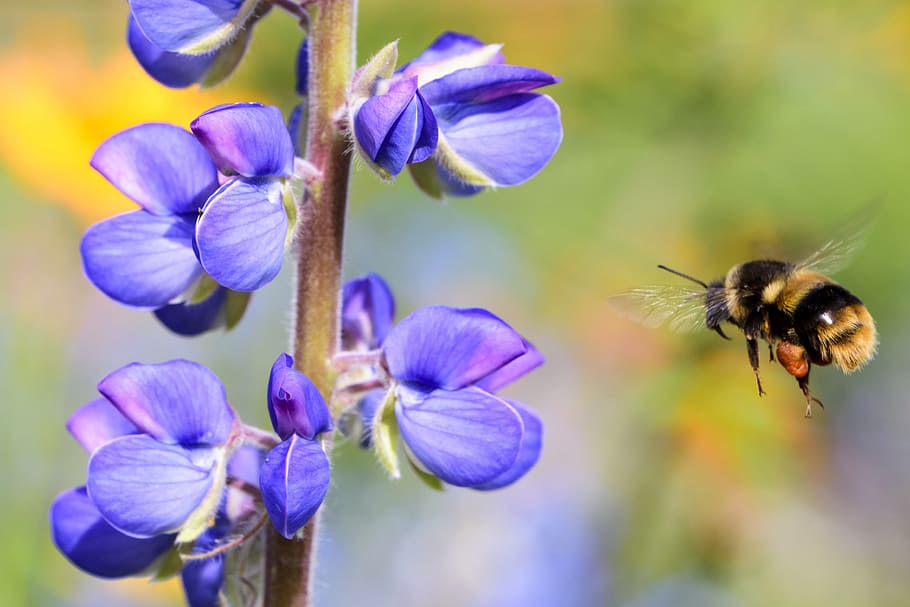 flower, bee, hanging, insect, summer, macro, garden, nature HD wallpaper