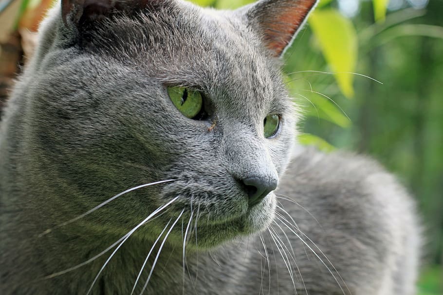 cat, pet, male, hybrid, large, gray, rescue, outside, nature