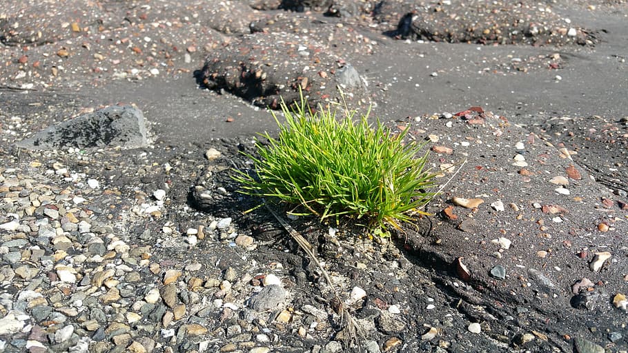 asphalt, dike, grass, nature, road, dam, polder, growth, plant HD wallpaper