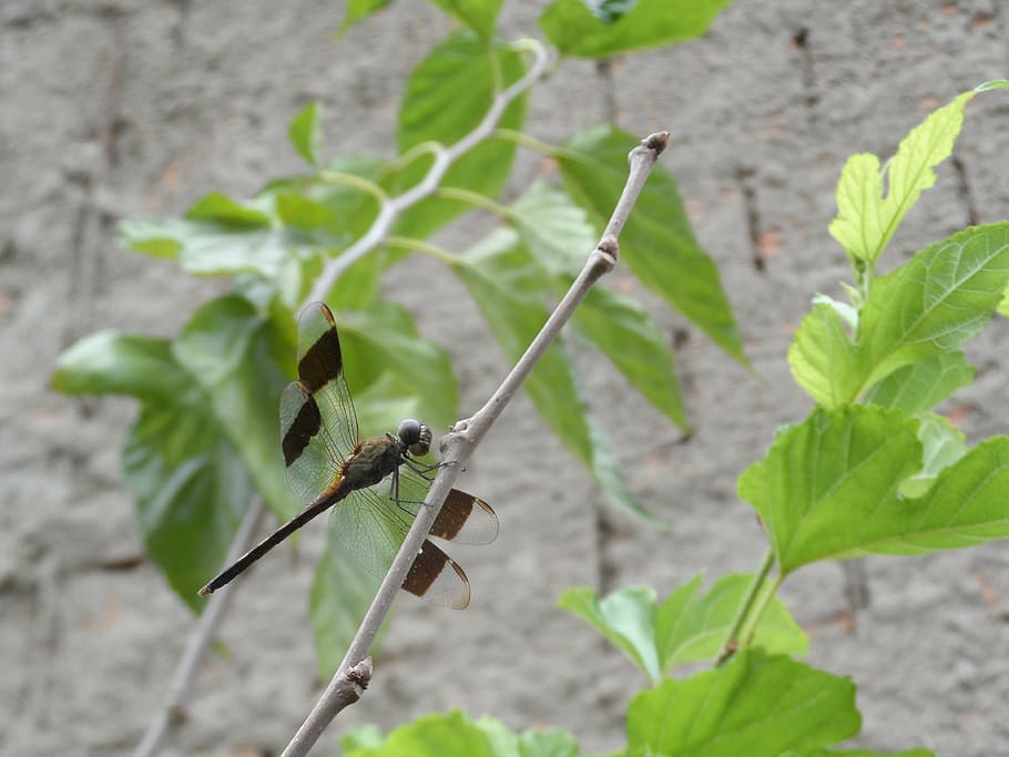 dragonfly, libelula, insect, leaf, plant part, growth, green color HD wallpaper