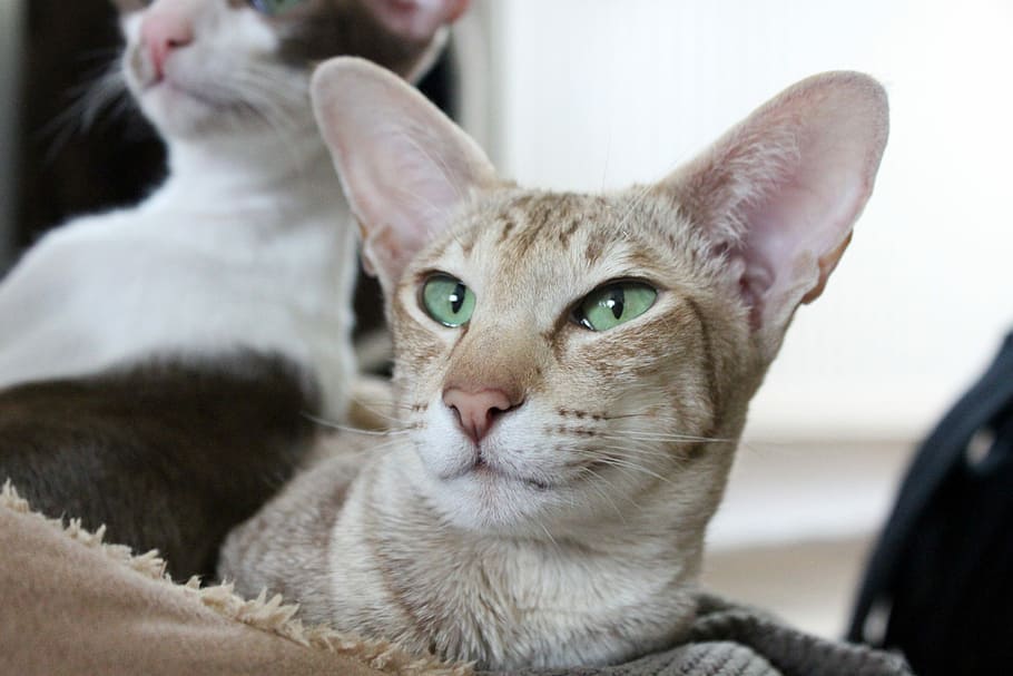 Ears, Cat, Brown, Kitten, oriental shorthair, cozy, stripes HD wallpaper