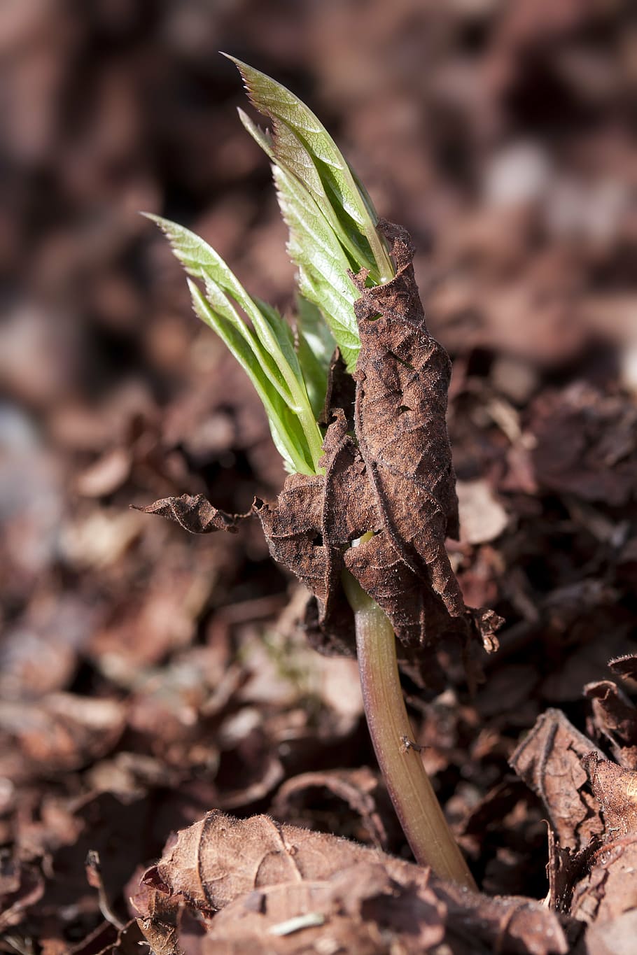 seedling, germ leaves, wildling, plug, seeds, dead plant, live new HD wallpaper