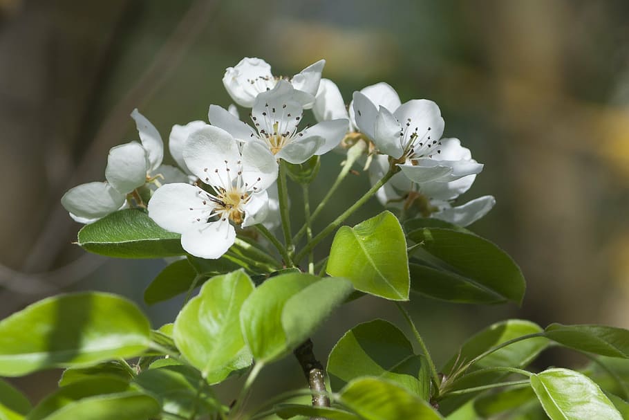 flowers, white, spring, nature, branch, tree, leaf, springtime HD wallpaper