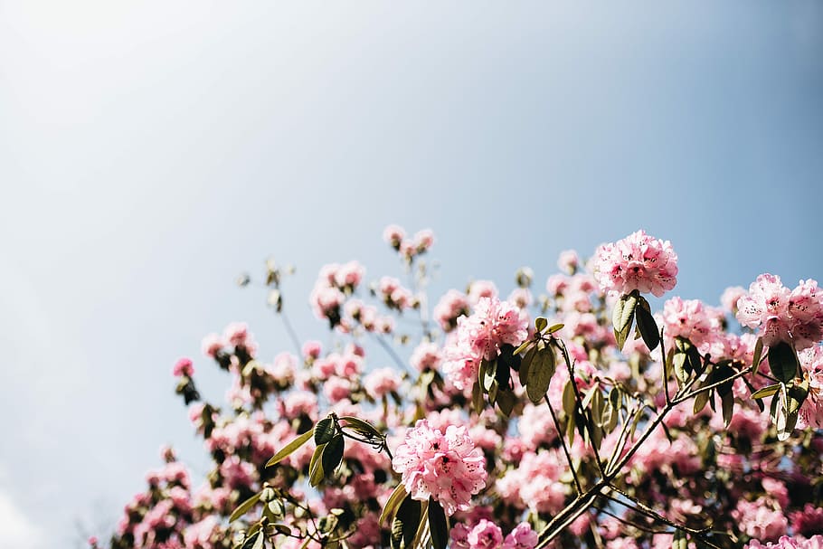 pink flowers during daytime, closeup photography of pink cherry blossom flowers HD wallpaper