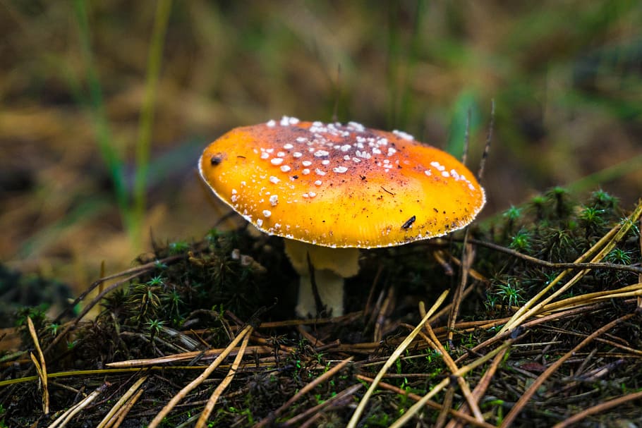 autumn, paint, forest, landscape, mushroom, fungus, vegetable HD wallpaper