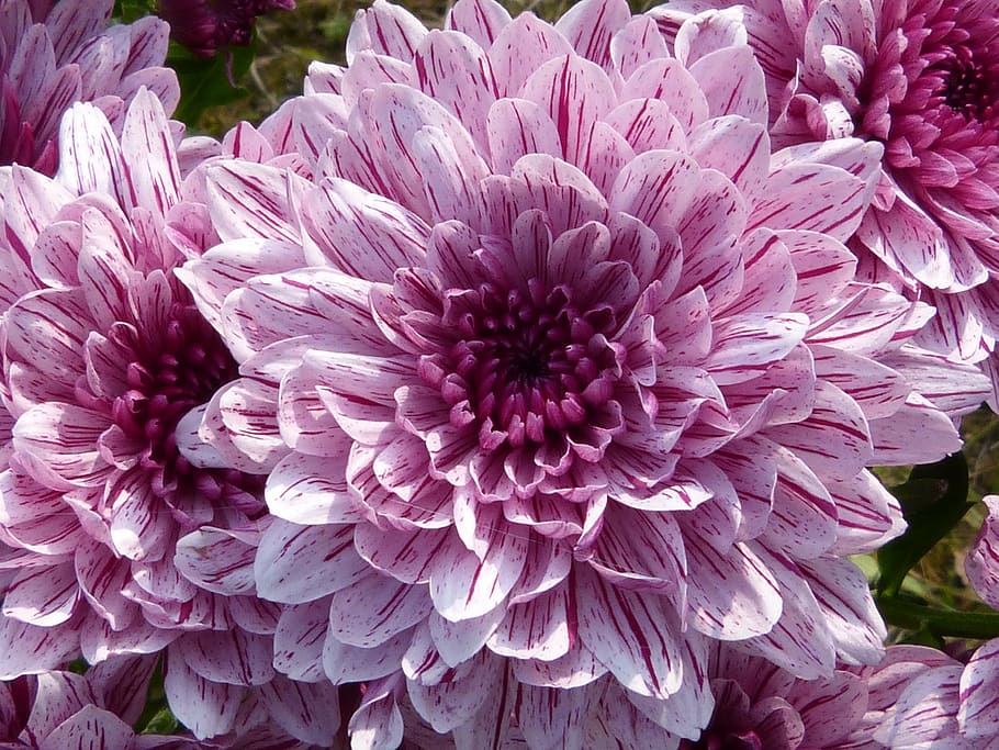 pink dahlias closeup photo, macro, blossom, bloom, nature, flower HD wallpaper