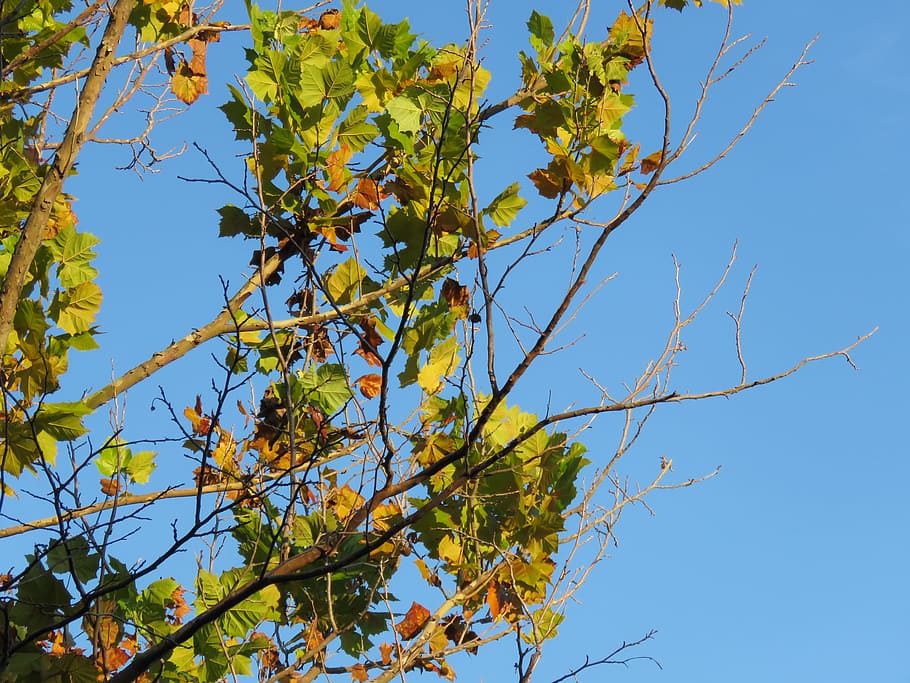Branches, Tree, Leaves, Autumn, Colors, blue, nature, season HD wallpaper